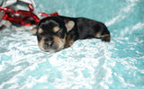 Santa AKC Yorkshire Terrier Yorkie Black/Gold/Tan Male Born 10-30-2025 READY CHRISTMAS EVE!! Click Here For More Info