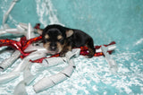 Santa AKC Yorkshire Terrier Yorkie Black/Gold/Tan Male Born 10-30-2025 READY CHRISTMAS EVE!! Click Here For More Info