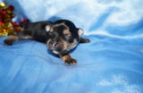 Kris AKC Registered Yorkshire Terrier Yorkie Black/Gold/Tan Male Born 10-30-2025 READY CHRISTMAS EVE!! Click Here For More Info
