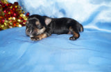 Kris AKC Registered Yorkshire Terrier Yorkie Black/Gold/Tan Male Born 10-30-2025 READY CHRISTMAS EVE!! Click Here For More Info