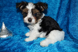 Bryce  AKC Registered Yorkie Yorkshire Terrier Male Parti Born 9-14-2025 Click Here For More Info