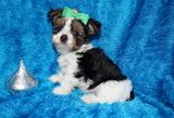 Bryce  AKC Registered Yorkie Yorkshire Terrier Male Parti Born 9-14-2025 Click Here For More Info