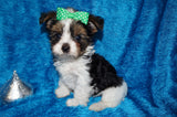 Bryce  AKC Registered Yorkie Yorkshire Terrier Male Parti Born 9-14-2025 Click Here For More Info