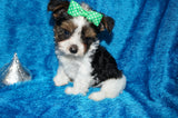 Bryce  AKC Registered Yorkie Yorkshire Terrier Male Parti Born 9-14-2025 Click Here For More Info