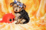 Tucker AKC Registered Yorkie Yorkshire Terrier Male Black And Gold Born 9-14-2025 Click Here For More Info
