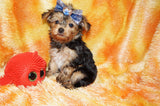 Tucker AKC Registered Yorkie Yorkshire Terrier Male Black And Gold Born 9-14-2025 Click Here For More Info