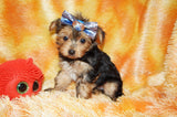Tucker AKC Registered Yorkie Yorkshire Terrier Male Black And Gold Born 9-14-2025 Click Here For More Info