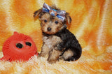 Tucker AKC Registered Yorkie Yorkshire Terrier Male Black And Gold Born 9-14-2025 Click Here For More Info