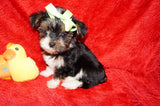 DEPOSIT Mouse AKC Registered Yorkie Yorkshire Terrier Male Black Gold And White Born 9-14-2025 Click Here For More Info