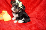 DEPOSIT Mouse AKC Registered Yorkie Yorkshire Terrier Male Black Gold And White Born 9-14-2025 Click Here For More Info