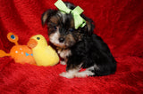 DEPOSIT Mouse AKC Registered Yorkie Yorkshire Terrier Male Black Gold And White Born 9-14-2025 Click Here For More Info