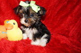 DEPOSIT Mouse AKC Registered Yorkie Yorkshire Terrier Male Black Gold And White Born 9-14-2025 Click Here For More Info