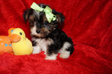 DEPOSIT Mouse AKC Registered Yorkie Yorkshire Terrier Male Black Gold And White Born 9-14-2025 Click Here For More Info