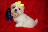 Casper AKC Registered Shih Tzu Male ^RARE^ WHITE!! Born 9-13-2025 Click Here For Info