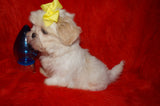 Casper AKC Registered Shih Tzu Male ^RARE^ WHITE!! Born 9-13-2025 Click Here For Info