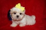 Casper AKC Registered Shih Tzu Male ^RARE^ WHITE!! Born 9-13-2025 Click Here For Info