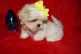 Casper AKC Registered Shih Tzu Male ^RARE^ WHITE!! Born 9-13-2025 Click Here For Info