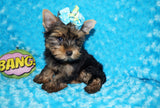 Oliver AKC Registered Yorkie Yorkshire Terrier Male Black And Gold Born 9-2-2025 Click Here For More Info