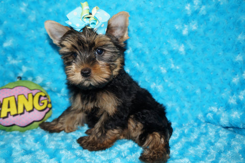 Oliver AKC Registered Yorkie Yorkshire Terrier Male Black And Gold Born 9-2-2025 Click Here For More Info