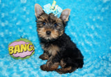 Oliver AKC Registered Yorkie Yorkshire Terrier Male Black And Gold Born 9-2-2025 Click Here For More Info