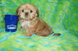 Mason AKC Registered Shih Tzu Male ^RARE^ RED GOLD Born 9-16-2025 Click Here For More Info