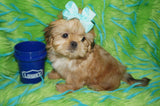 Mason AKC Registered Shih Tzu Male ^RARE^ RED GOLD Born 9-16-2025 Click Here For More Info