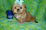Mason AKC Registered Shih Tzu Male ^RARE^ RED GOLD Born 9-16-2025 Click Here For More Info