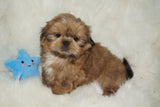 Thor AKC Registered Shih Tzu Male GOLD Born 9-16-2025 Click Here For More Info