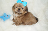 Thor AKC Registered Shih Tzu Male GOLD Born 9-16-2025 Click Here For More Info