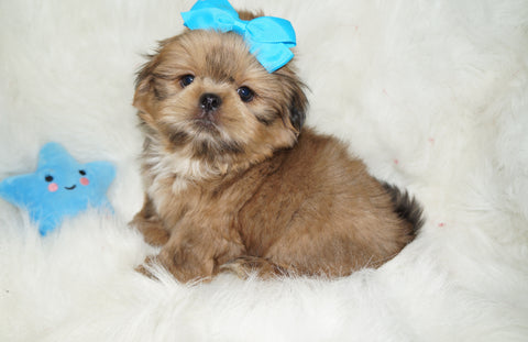 Thor AKC Registered Shih Tzu Male GOLD Born 9-16-2025 Click Here For More Info
