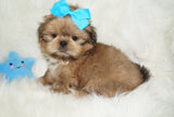 Thor AKC Registered Shih Tzu Male GOLD Born 9-16-2025 Click Here For More Info