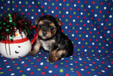 Ross AKC Registered Yorkie Yorkshire Terrier Black And Gold Male Born 11-18-2025 Click Here For More Info