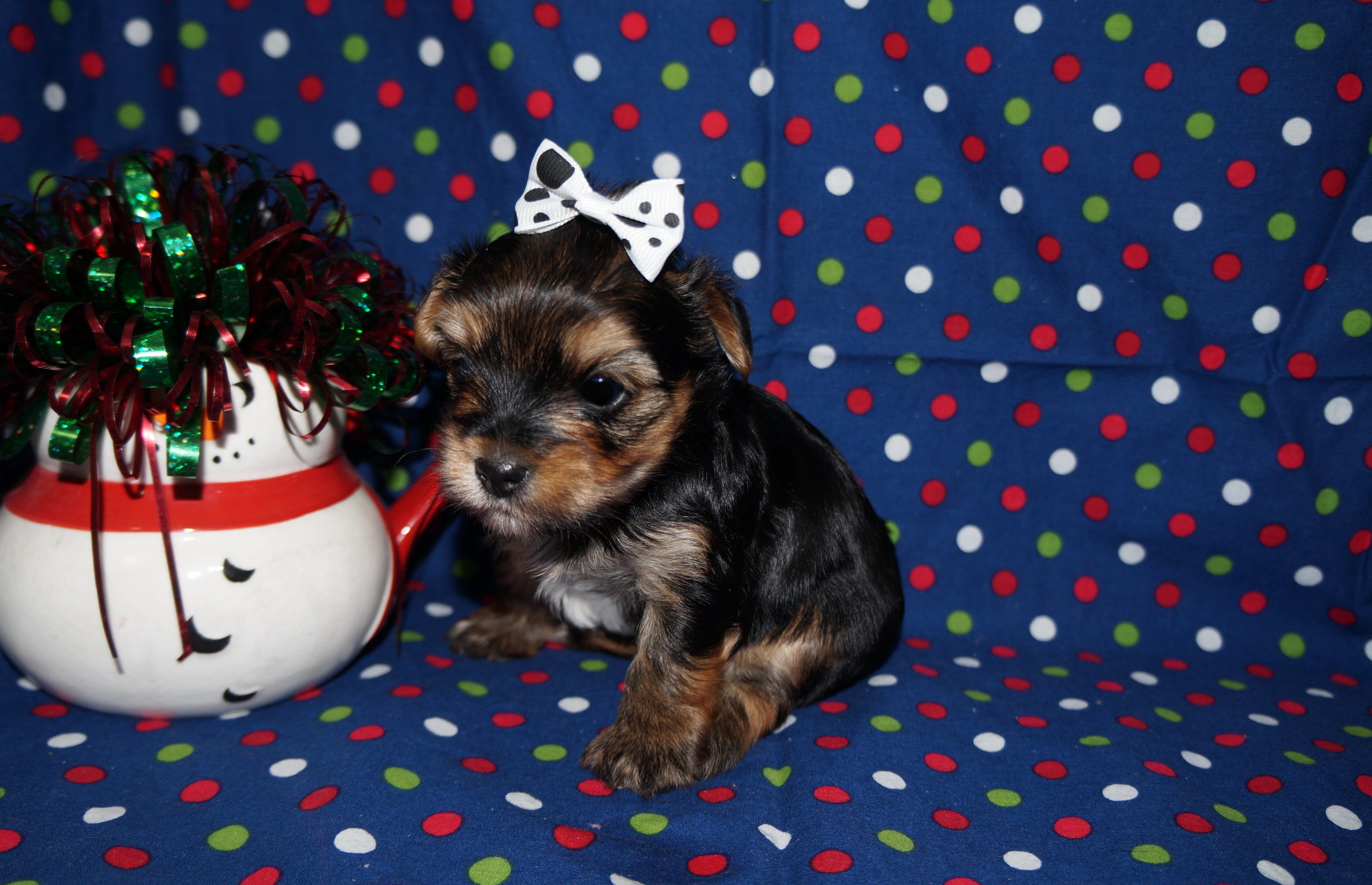 Ross AKC Registered Yorkie Yorkshire Terrier Black And Gold Male Born 11-18-2025 Click Here For More Info