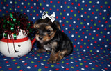 Ross AKC Registered Yorkie Yorkshire Terrier Black And Gold Male Born 11-18-2025 Click Here For More Info