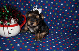 Ross AKC Registered Yorkie Yorkshire Terrier Black And Gold Male Born 11-18-2025 Click Here For More Info