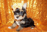 Roscoe Yorkshire Terrier Yorkie Male Black And Gold Born 4-25-2023 Click Here For More Info