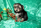 Kris AKC Registered Yorkshire Terrier Yorkie Black/Gold/Tan Male Born 10-30-2025 Click Here For More Info
