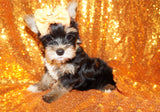 ON SALE THIS WEEK ONLY!! Sebastian Yorkshire Terrier Yorkie Male Black And Gold Born 7-12-2023 Click Here For More Info