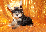 Yorkie Puppies