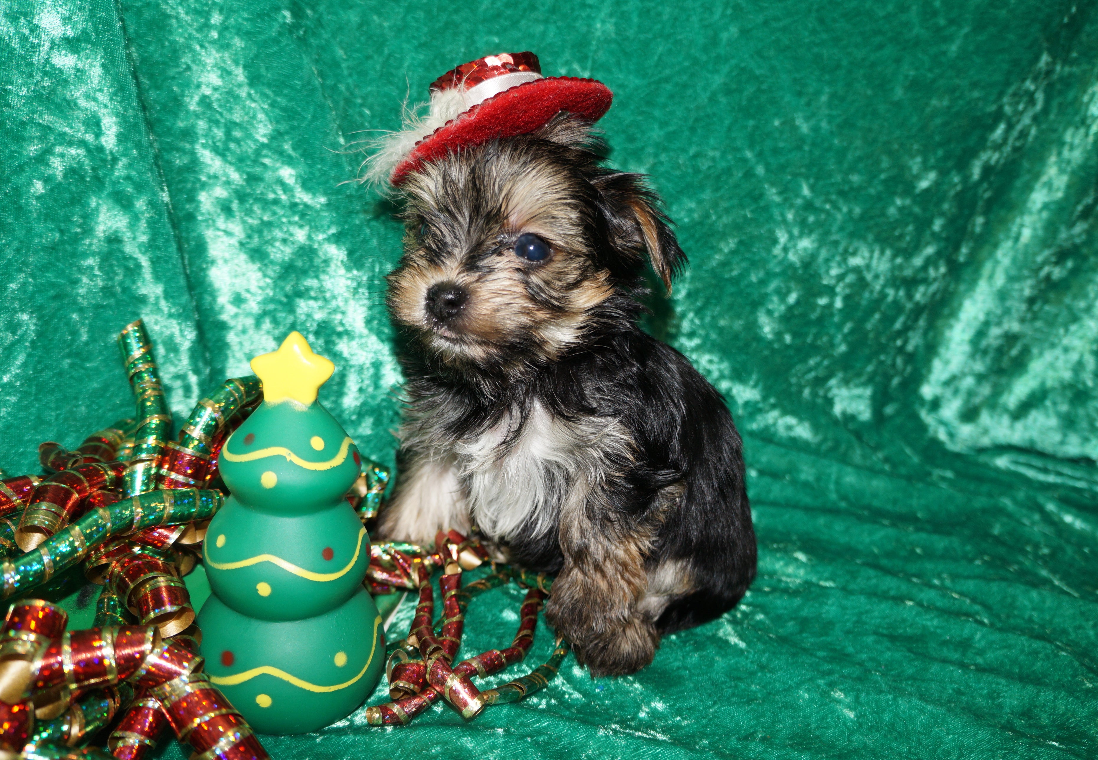 Kris AKC Registered Yorkshire Terrier Yorkie Black/Gold/Tan Male Born 10-30-2025 Click Here For More Info