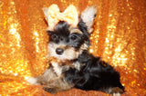Roscoe Yorkshire Terrier Yorkie Male Black And Gold Born 4-25-2023 Click Here For More Info