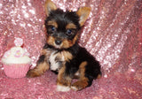 PENDING!! BiBi Yorkshire Terrier Yorkie Female  Black And Gold Born 4-25-2023 Click Here For More Info