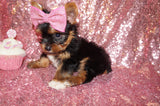 PENDING!! BiBi Yorkshire Terrier Yorkie Female  Black And Gold Born 4-25-2023 Click Here For More Info