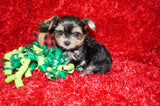 LeRoy AKC Registered Yorkie Yorkshire Terrier Male Black Gold And White Born 10-30-2025 Click Here For More Info