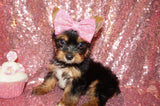 PENDING!! BiBi Yorkshire Terrier Yorkie Female  Black And Gold Born 4-25-2023 Click Here For More Info