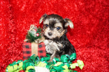 LeRoy AKC Registered Yorkie Yorkshire Terrier Male Black Gold And White Born 10-30-2025 Click Here For More Info