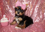 PENDING!! BiBi Yorkshire Terrier Yorkie Female  Black And Gold Born 4-25-2023 Click Here For More Info