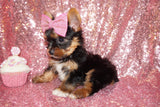 PENDING!! BiBi Yorkshire Terrier Yorkie Female  Black And Gold Born 4-25-2023 Click Here For More Info