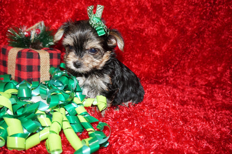 LeRoy AKC Registered Yorkie Yorkshire Terrier Male Black Gold And White Born 10-30-2025 Click Here For More Info