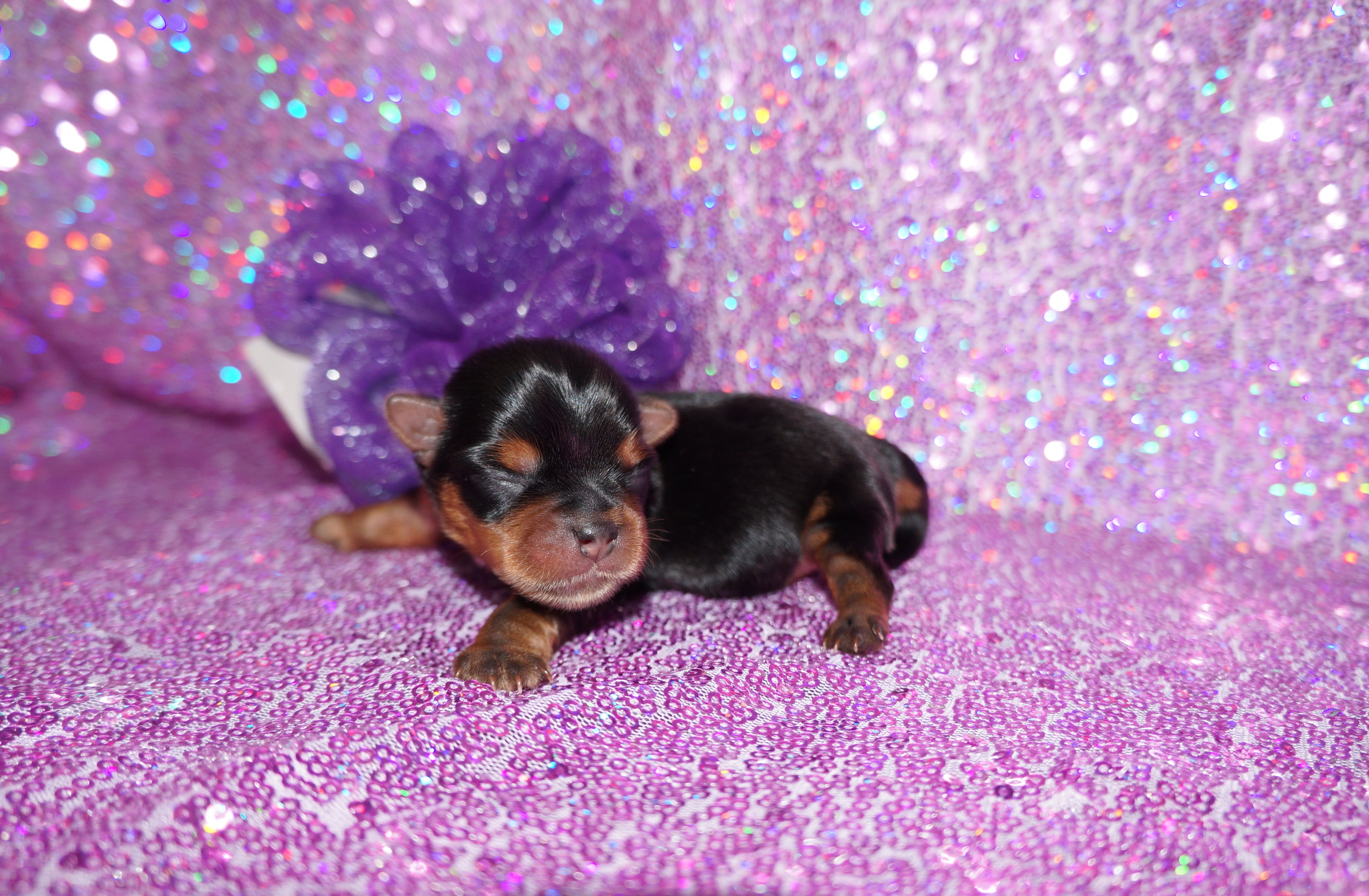 Quinn AKC Registered Yorkie Yorkshire Terrier Female Black And Gold Born 12-24-2025 Click Here For More Info